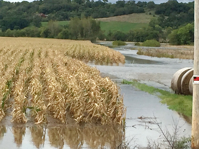 This flooded cornfield in southeastern Minnesota was one of many affected by heavy rains that fell in parts of the Upper Midwest in late September. (Courtesy photo by Jeff Littrell, Chatfield, Minnesota)